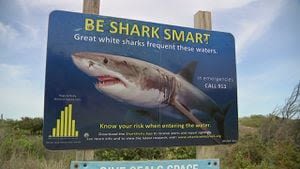 ‘Not just a Cape thing’: Scientist urges beachgoers to be aware of growing white shark population