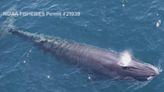 Endangered Rice's whales seen 55 miles off Corpus Christi coast