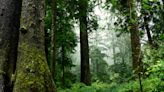Why no one knows exactly how much old-growth forest we have left