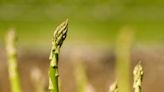 That distinctive springtime smell: Asparagus pee