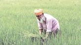 Kharif sowing off to a brisk start