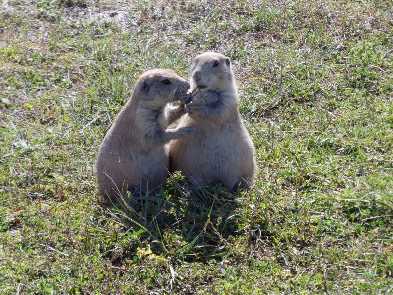 Plague found in Badlands area prairie dogs, NPS says