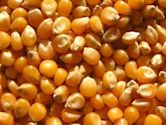 Corn kernel