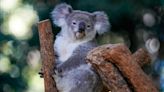 First wild koalas caught and vaccinated against chlamydia