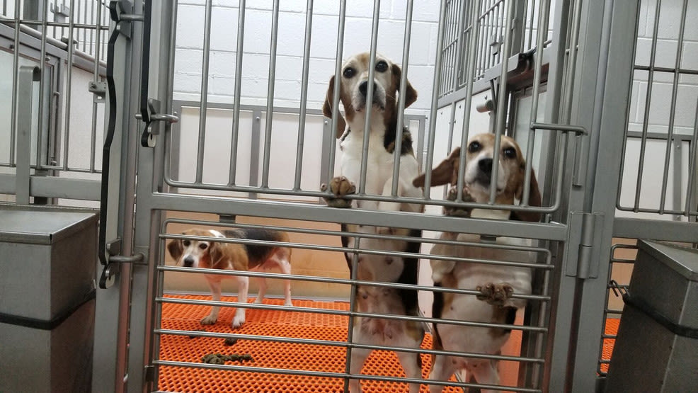 Animal breeder Envigo to pay record $35M fine in welfare case involving 4K beagles