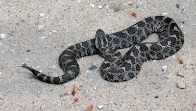 It is snake season in Pennsylvania. Here are the 3 venomous species to be aware of