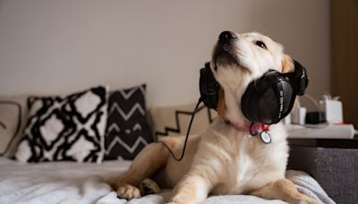 What calming music can I use for stressed-out pups?