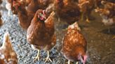 OMS se retracta y descarta que la gripe aviar sea la causa de muerte de paciente mexicano