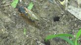 Millions of cicadas emerging in Arkansas after 13 years underground