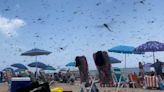 Biblical plague of the flying insects swarms Rhode Island beach