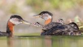 12 Beautiful Photos Of Birds, Winners Of Audubon Photography Awards 2024