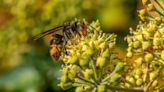 Warning over rise in invasive species as public told to report Asian hornets