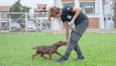 Así entrena la Aduana a sus 10 nuevos cachorros que buscarán dólares y drogas en las fronteras