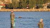 Dolphins, humans both benefit from fishing collaboration