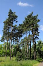 Pines stock photo. Image of outside, trees, nature, tree - 15038688