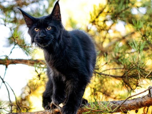 Maine Coon Cat Standing on Hind Legs Looks Like a Fairytale Creature