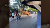 ‘We were almost trampled’: Video shows camels on the loose at Cedar Point