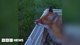 Somerset RSPCA warning as fox found trapped in netting