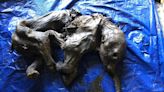 Mummified remains of 30,000 year old baby mammoth found in Canadian gold fields