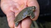 A San Diego nonprofit welcomed 41 turtle hatchlings from endangered species this summer.