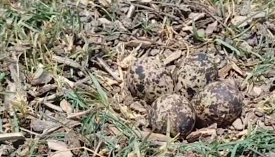 How Locals In Rajasthan's Bharatpur Predict Rains With Titahari Bird's Eggs - News18