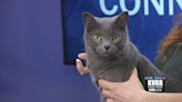 LIVE: Pet Connection: Meet Lia - KVRR Local News