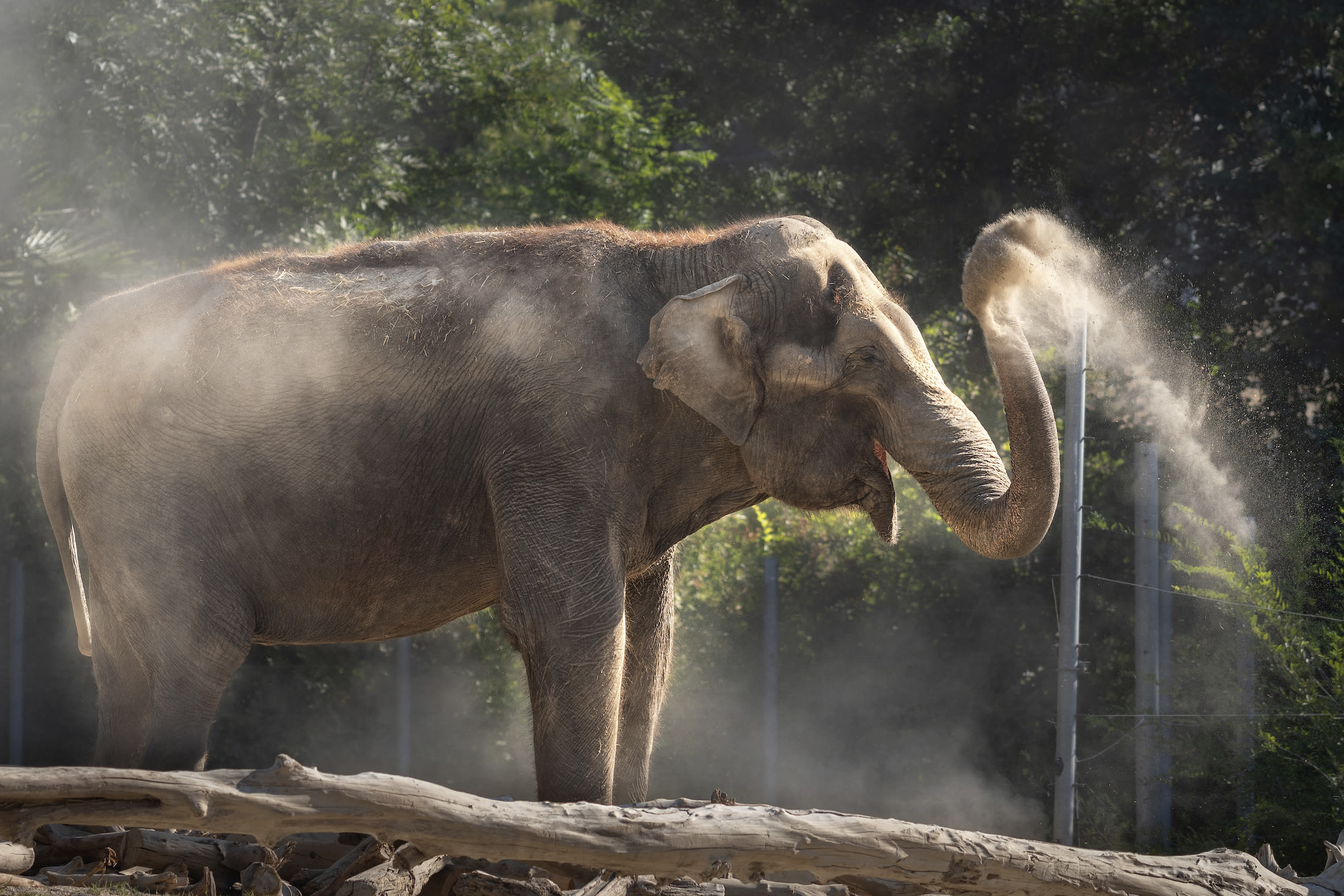 After two L.A. Zoo elephants die in the span of one year, the City Council wants answers