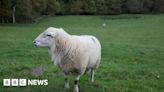 Appeal as 11 sheep stolen from Hutton Mulgrave farm