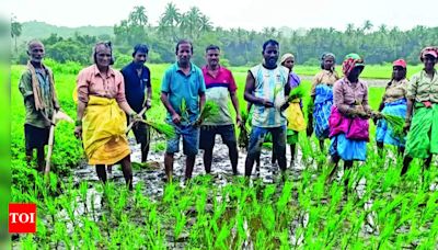 Harvest starts at Velsao after croc gets trapped | Goa News - Times of India