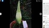 Rare, stinky corpse flower takes years to bloom. It’s about to happen at Cincinnati Zoo.