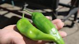 Heatwave threatens New Mexico green chile crop. Local stores keep roasting iconic pepper.