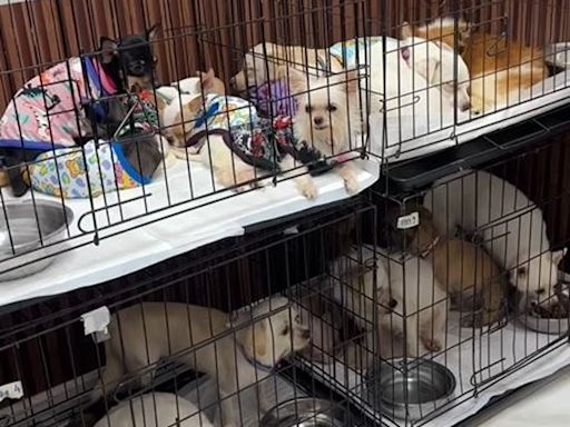 Dogs locked up in Bangkok house without food eat body of dead owner