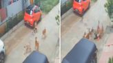 Video: Child Playing Outside His Home Severely Injured After Being Attacked By Pack Of Stray Dogs In ...