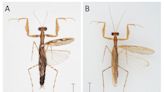 公民科學家協助發現新的螳螂物種