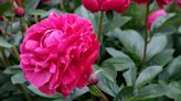 How to get the best from your peonies