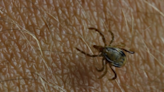 La enfermedad de Lyme es transmitida por la picadura de una garrapata