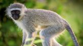 Monkey bites child at family gathering in S.A. over the weekend