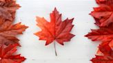 加拿大Q1經濟成長不及預期 下周降息有眉目