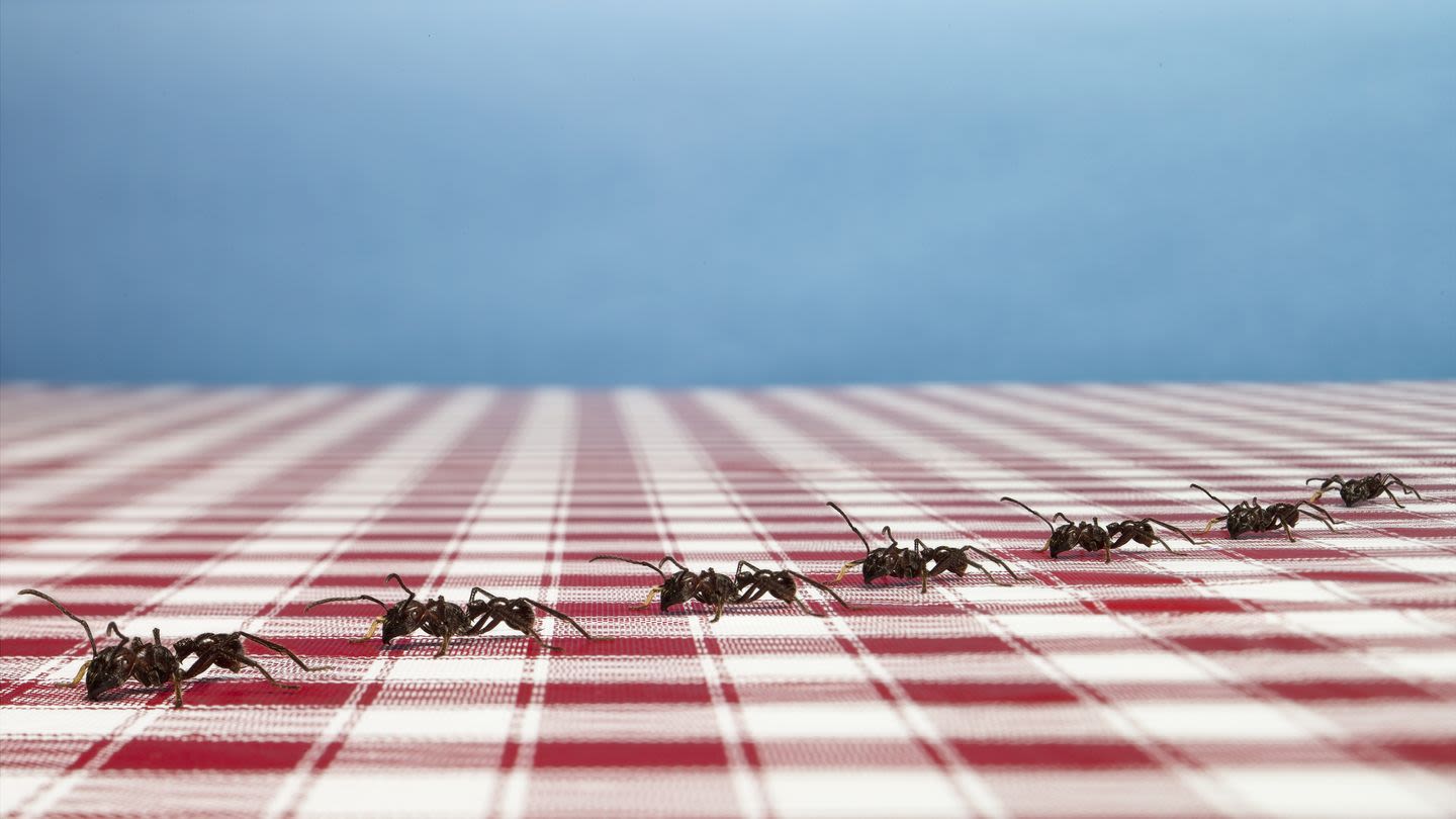 Here's How to Get Rid of Ants in Your Home and Yard for Good