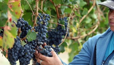 Investigadores de Argentina, España y Alemania descifran el genoma completo del malbec