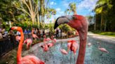 Discovery Cove introduces Flamingo Point for mixing, mingling