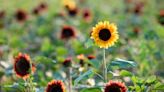 Here are three sunflower fields near Wichita you can visit, take photos in this year