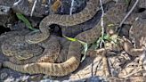 Snake 'mega den' webcam could leave viewers rattled