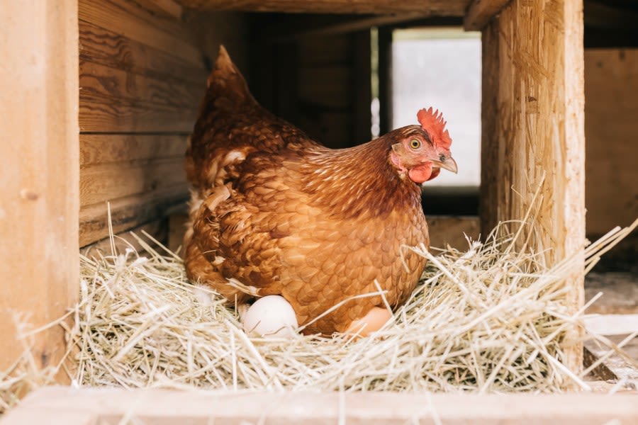 Salmonella outbreak that infected over 100 people linked to backyard poultry