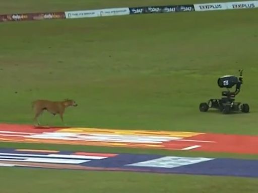 Dog Vs Buggy Cam Battle Steals The Show In Lanka Premier League 2024 Final - Watch Hilarious Video