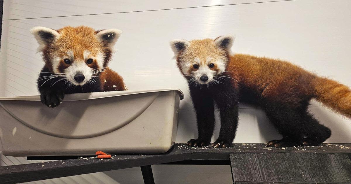 Lehigh Valley Zoo sets opening of red panda exhibit