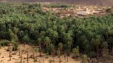 Silent sands: Mauritania's date palms fade amid climate struggles