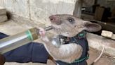 Hero Rats Project Training Rodents to Wear Tiny Backpacks and Help with Earthquake Rescues