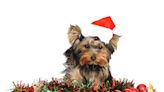 Yorkie's Cute Christmas Costumes Are the Gift That Keeps on Giving