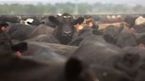 USDA rubber-stamped Tyson’s ‘climate friendly’ beef, but no one has seen the data